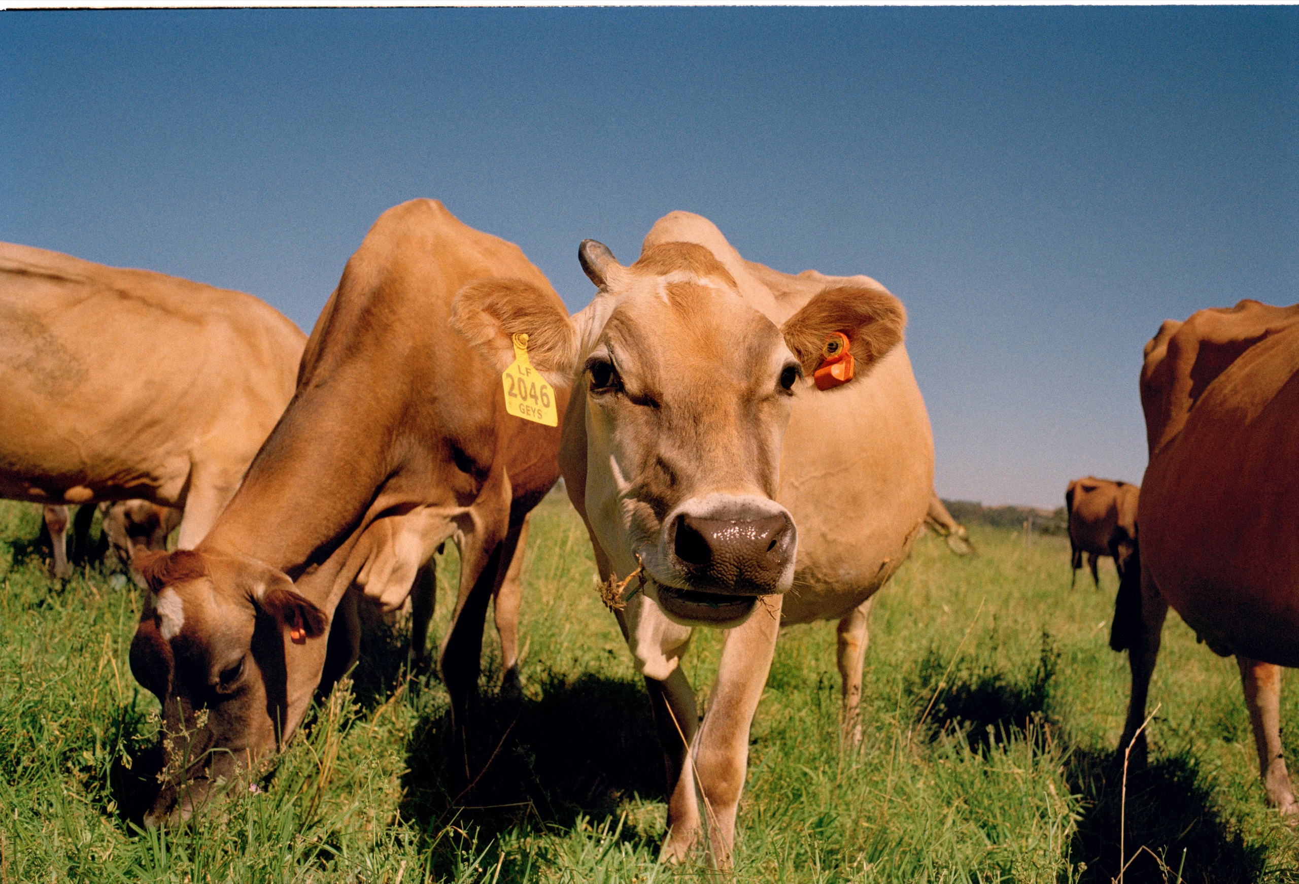 A Jersey cow grazing