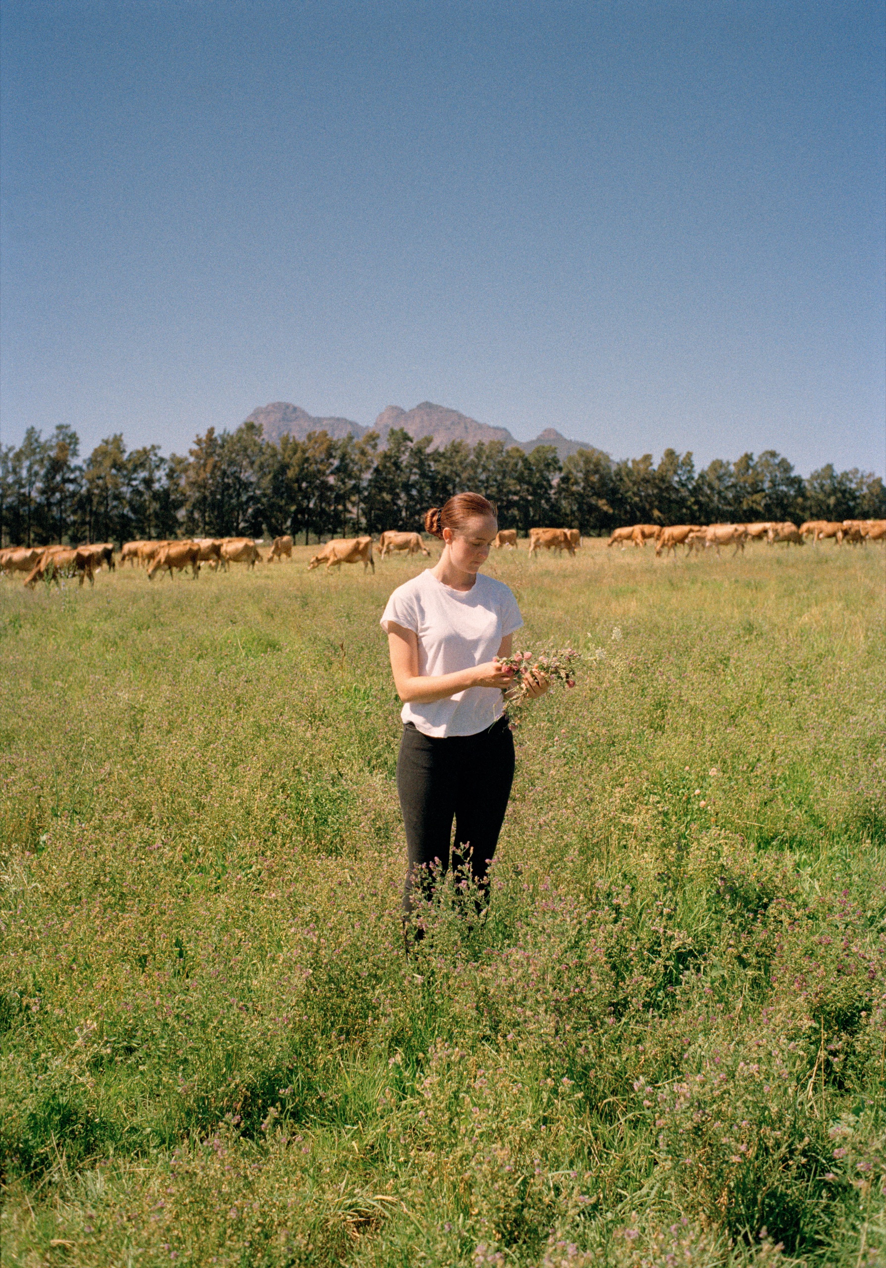 Wide pastoral scene