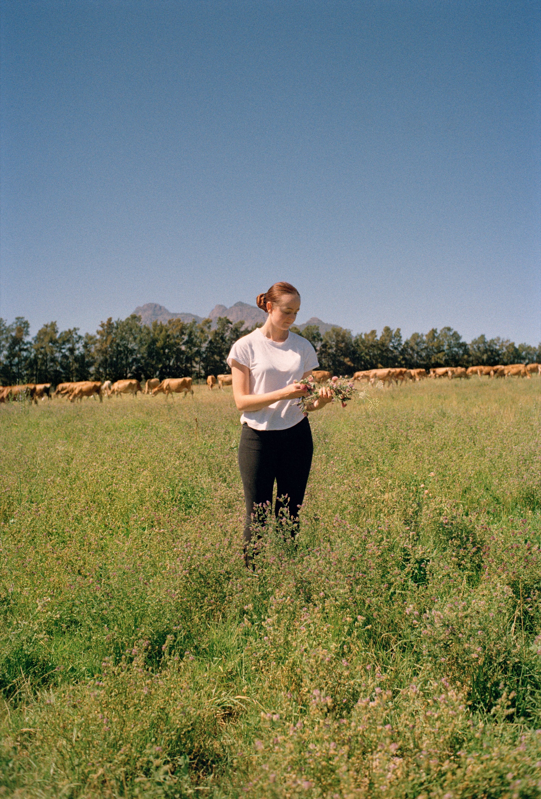 A young woman picks wildflowers in a meadow with Jersey cows grazing and mountains in the distance