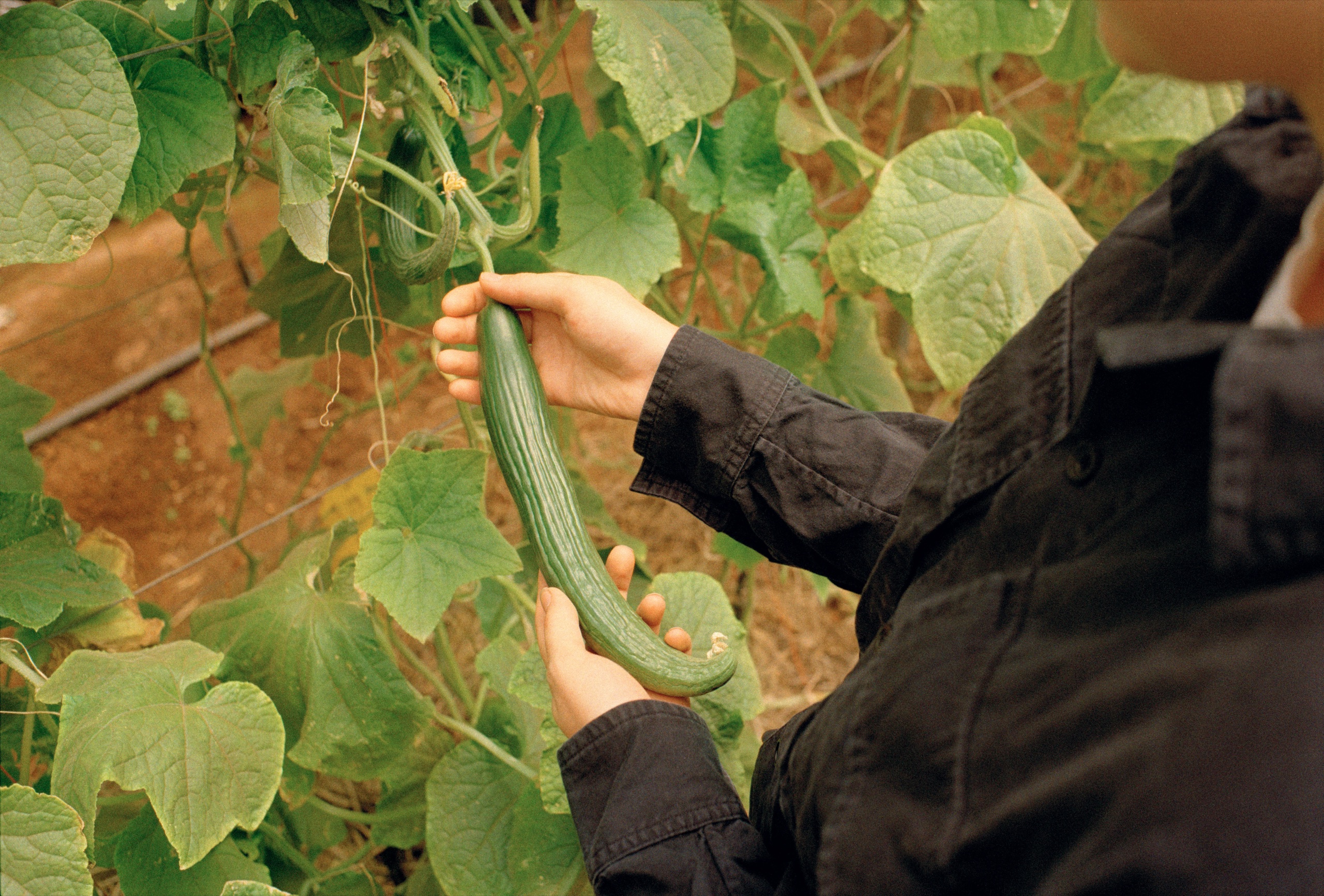 Hands pick a cucumber from the vine in the greenhouse