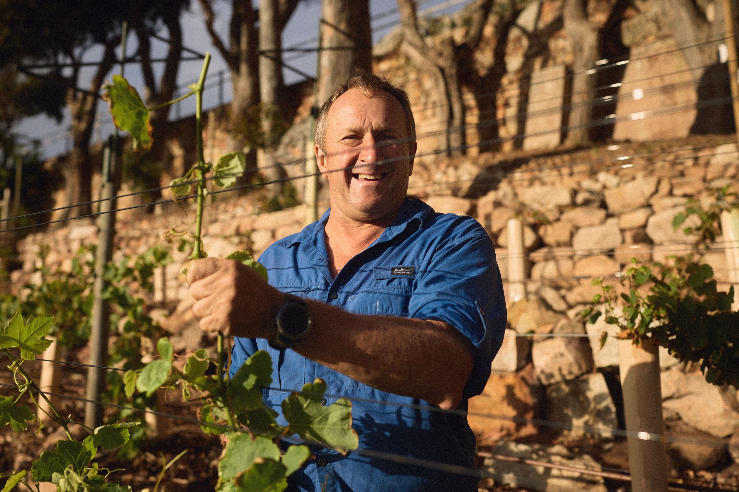 Winemaker tending vines in the vineyard